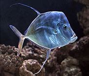 Selene vomer, Lookdown : fisheries, gamefish, aquarium.
